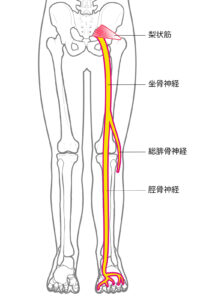 坐骨神経
